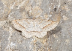 Isturgia sparsaria
