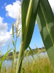 Setaria magna