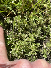 Polygonum polygaloides kelloggii