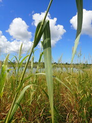 Setaria magna