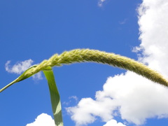 Setaria magna