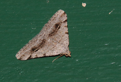 Digrammia pictipennata