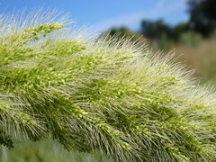 Setaria magna
