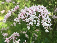 Valeriana officinalis sambucifolia