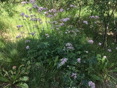 Valeriana officinalis sambucifolia