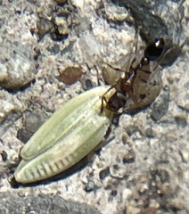 Cardiocondyla mauritanica