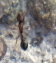Cardiocondyla mauritanica