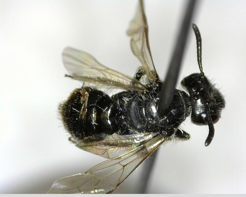 iNaturalist observation photo of Panurginus