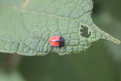 Epilachna nigrocincta