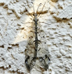 Dendroleon speciosus