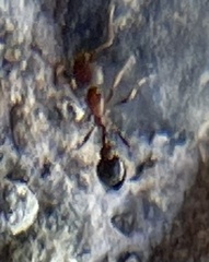 Cardiocondyla mauritanica