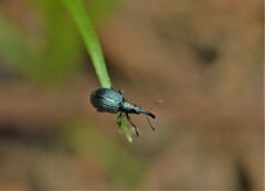 Ischnopterapion virens