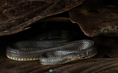 Fugler's Shadow Snake photo 1