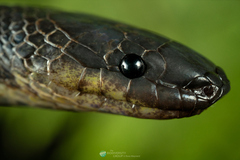 Fugler's Shadow Snake photo 2