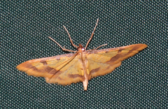 Choristostigma zephyralis