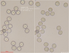 Ramsbottomia asperior