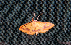Choristostigma zephyralis