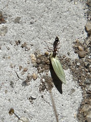 Cardiocondyla mauritanica