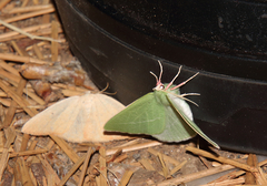 Chlorosea banksaria