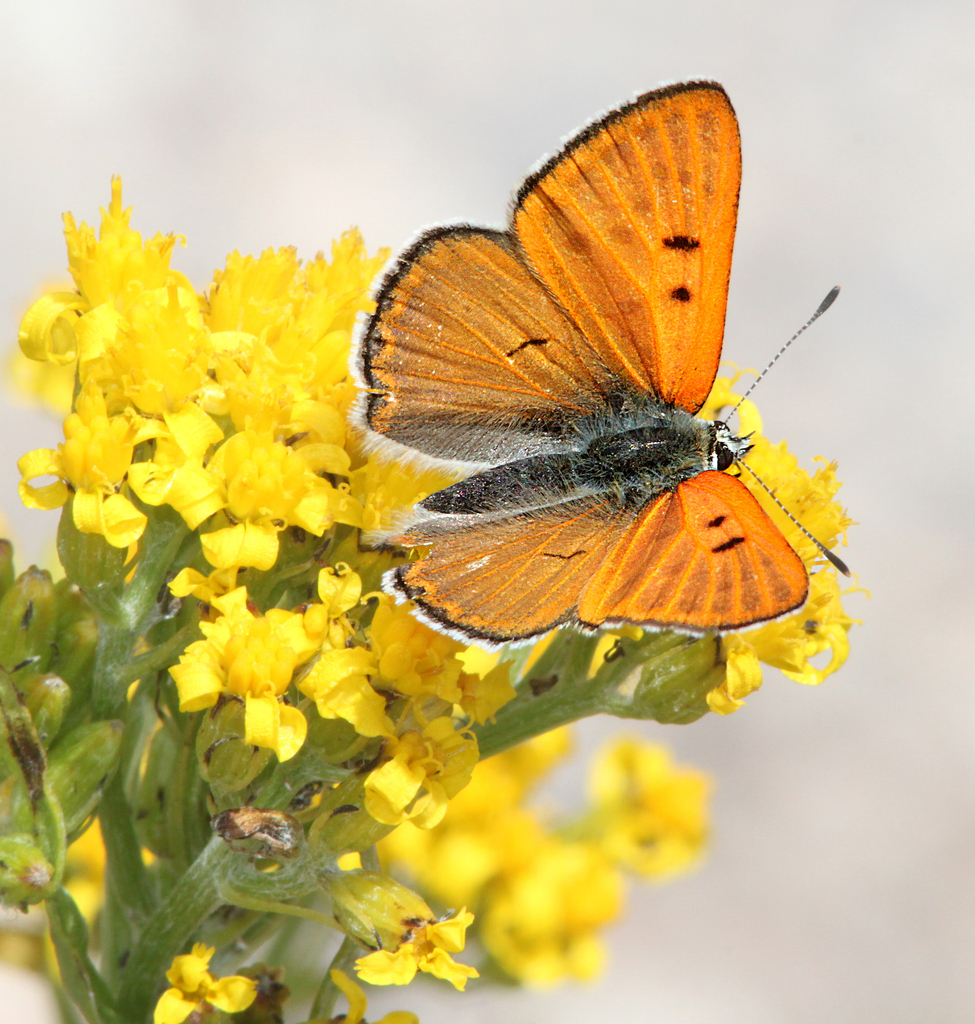Ruddy Copper (Yosemite National Park Butterfly Guide 🦋) · iNaturalist