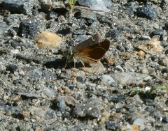Piruna pirus