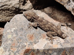 Tarentola gomerensis