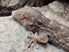 Tarentola gomerensis