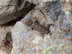 Tarentola gomerensis