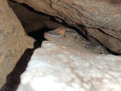 Tarentola gomerensis
