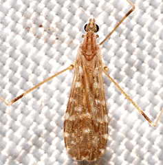 Erioptera needhami