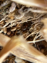 Cardiocondyla mauritanica