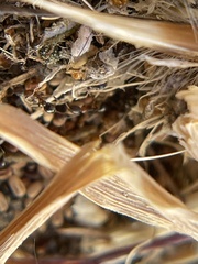 Cardiocondyla mauritanica