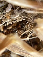 Cardiocondyla mauritanica