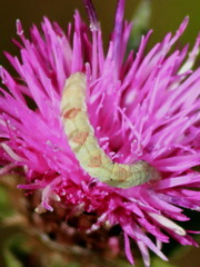 Eupithecia satyrata