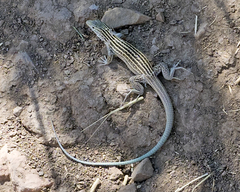 Aspidoscelis neomexicanus