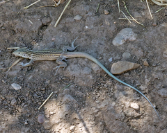 Aspidoscelis neomexicanus