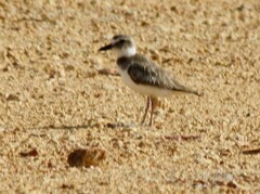Charadrius wilsonia