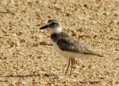 Charadrius wilsonia