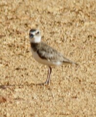 Charadrius wilsonia