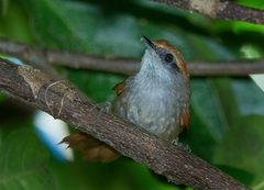 Synallaxis ruficapilla