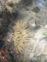 Isoaulactinia stelloides
