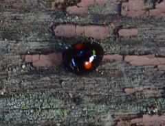 Chilocorus stigma