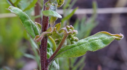 Image of Hackelia pinetorum by (c) Andrew Tree, some rights reserved (CC BY)