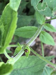 Brachiacantha lepida