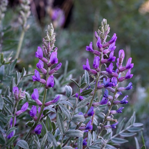 Lambert's Locoweed