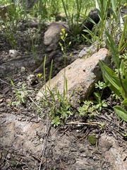 Draba albertina
