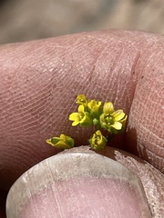Draba albertina