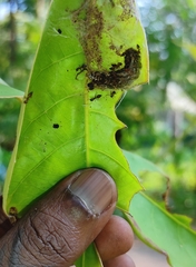 Arhopala centaurus