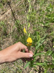 Crotalaria juncea