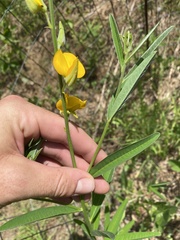 Crotalaria juncea